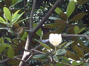 照片2