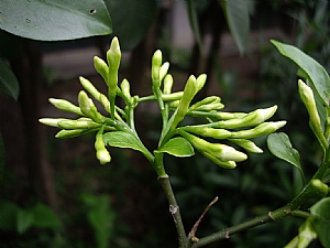 照片2