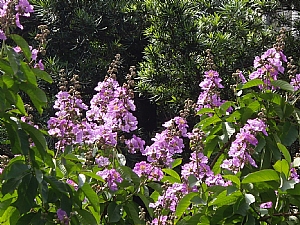 照片2