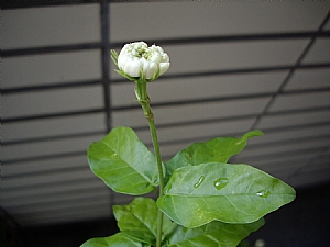 茉莉花_照片縮圖