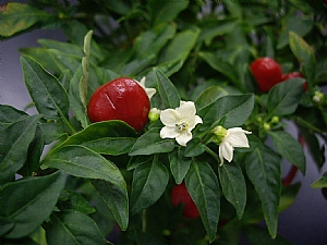 辣椒花_照片縮圖