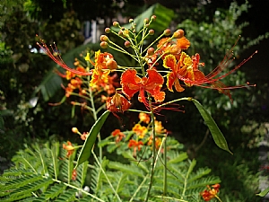 黃蝴蝶花_照片縮圖