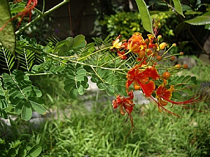 照片2