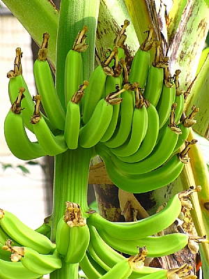香蕉_照片縮圖