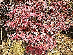 照片2